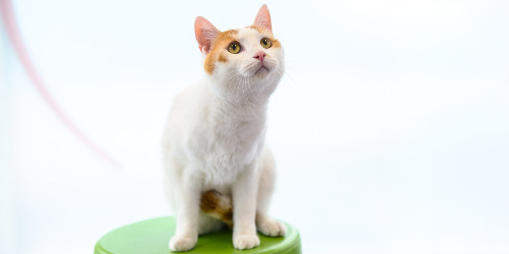 Tierarztpraxis_TiM_Windisch_Katze